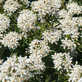 White Dazzler Mexican Orange Blossom Shrub Plant Choisya x Dewitteana 2L Pot