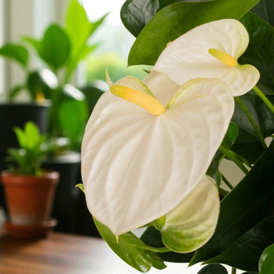 White Flamingo Flower 'Anthurium Andreanum' in 12cm Pot - Elegant Indoor  Houseplant
