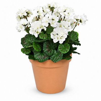 White Geranium Terracotta Patio Planter 50cm/20in