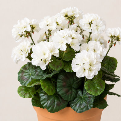 White Geranium Terracotta Patio Planter 50cm/20in