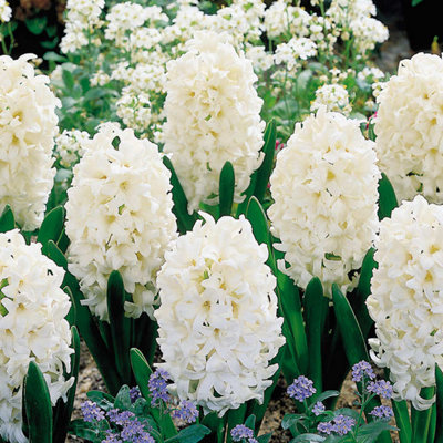 White Hyacinth Carnegie 5 Bulbs - Spring Flowering