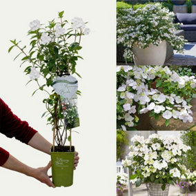 White Hydrangea Runaway Bride - 80-100cm in Height - In 3 Litre Pot