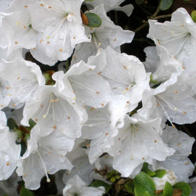 White Japanese Azalea (30-40cm Height Including Pot) - Delicate White Blooms, Evergreen
