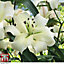 White Lily 'Pretty Woman' - 10 Summer Flowering Bulbs + Bulb Planting Basket x 2