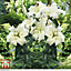 White Lily 'Pretty Woman' - 10 Summer Flowering Bulbs + Bulb Planting Basket x 2
