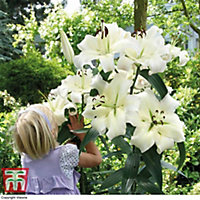 White Lily 'Pretty Woman' - 20 Summer Flowering Bulbs