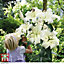 White Lily 'Pretty Woman' - 20 Summer Flowering Bulbs