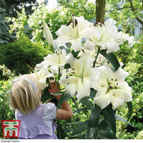 White Lily 'Pretty Woman' - 5 Summer Flowering Bulbs + Bulb Planting Basket x 1