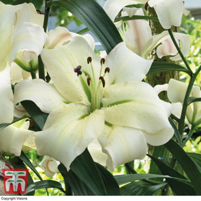 White Lily 'Pretty Woman' - 5 Summer Flowering Bulbs + Bulb Planting Basket x 1