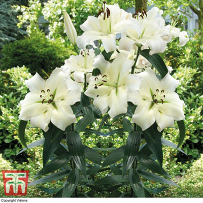 White Lily 'Pretty Woman' - 5 Summer Flowering Bulbs + Bulb Planting Basket x 1 - 3