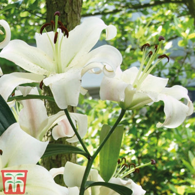 White Lily 'Pretty Woman' - 5 Summer Flowering Bulbs + Bulb Planting Basket x 1 - 4