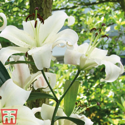 White Lily 'Pretty Woman' - 5 Summer Flowering Bulbs + Bulb Planting Basket x 1