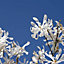 White Magnolia stellata 'Star Magnolia' Flowering Shrub in a 3L Pot