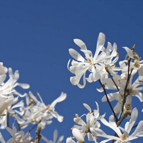 White Magnolia stellata 'Star Magnolia' Flowering Shrub in a 3L Pot