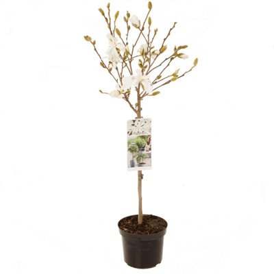 White Magnolia Stellata Star Magnolia Standard Tree 70cm Tall in a 3L Pot Ready to Plant Out in Garden - 5