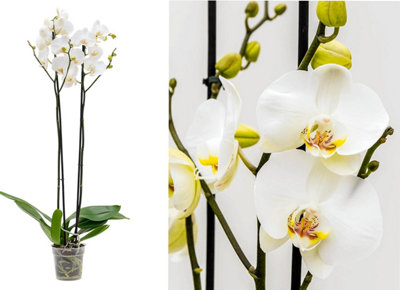 White Orchid Plant - LIVE phalaenopsis, White Blooms in 12cm pot - 40-50cm height