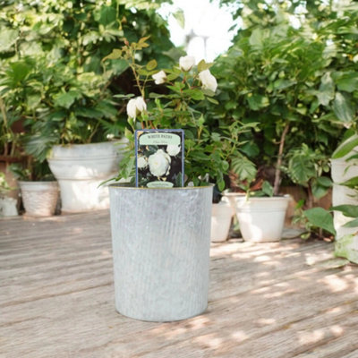 White Patio Rose in 4L Pot Compact Fragrant Patio Rose for UK Gardens ...