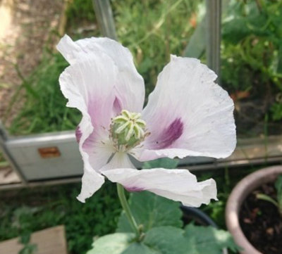 White pinkish Poppy - Rare Himalayan Beauty 200 Premium Seeds of True ...