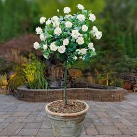 White Rose Bushes x 2 - Pair of Standard Roses - Bare Root, 60cm Tall, Ready to Plant in UK Gardens