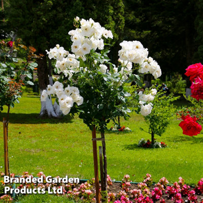 White Rose Standard - (70cm Stem) 1 Bare Root Plant | DIY at B&Q
