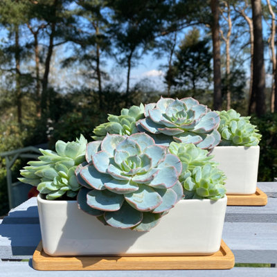 White Succulent and Cactus Trough Plant Pots Set of 2