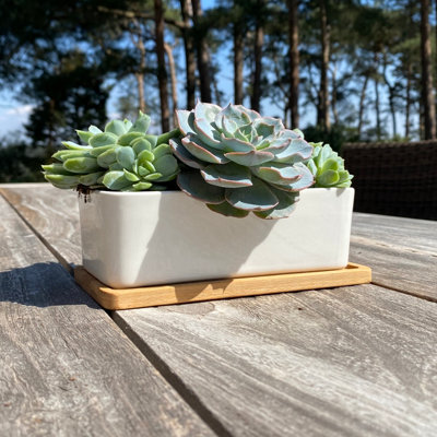 Indoor succulent planter discount