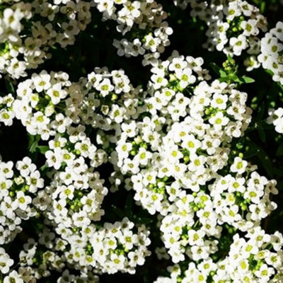 White Sweet Alyssum Seeds Lobularia Maritima Carpet of Snow 3000 Seeds for Ground Cover & Fragrant Flower Borders