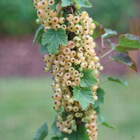 Whitecurrant Versailles Blanche Fruit Bush Summer Fruiting Shrub Plant 3L Pot