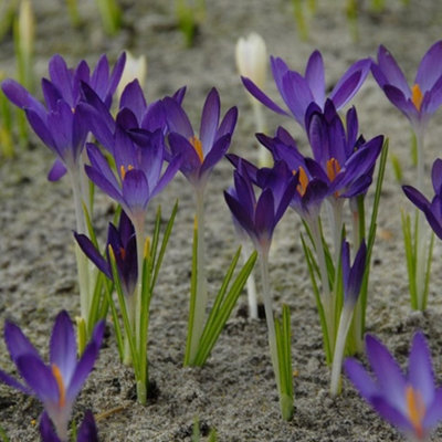 Whitewell Purple Specie Crocus Bulbs (100 Bulbs)