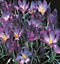 Whitewell Purple Specie Crocus Bulbs (100 Bulbs)