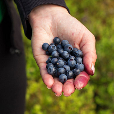 Wild Blueberry Seeds 1 Seed Packet (50 Seeds)