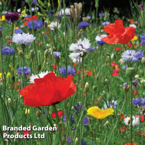 Wild Flower Cornfield Annuals Mixed 1 Seed Packet (20g Seeds)