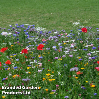 Wild Flower Cornfield Annuals Mixed 1 Seed Packet (20g Seeds)