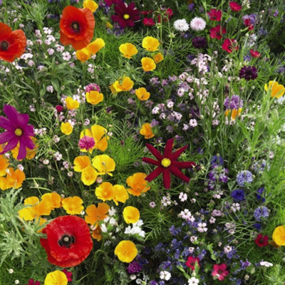 Wild Flower Mixture 1 Seed Packet (1 gram) - 3