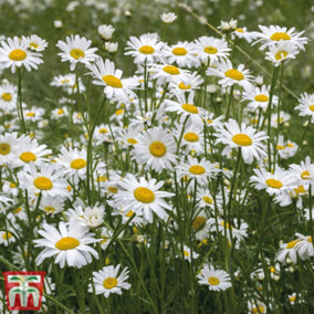 Wild Flower Oxeye Daisy 1 Packet (600 Seeds)