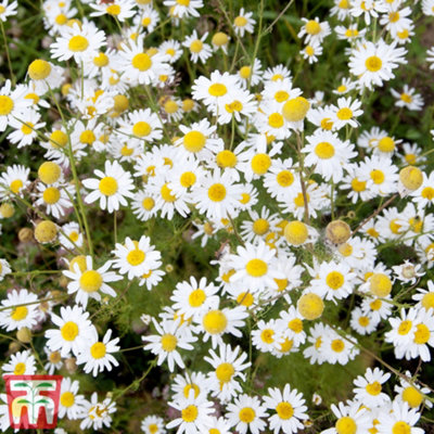 Wild Flower Oxeye Daisy 1 Packet (600 Seeds)