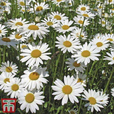 Wild Flower Oxeye Daisy 1 Packet (600 Seeds) - 3
