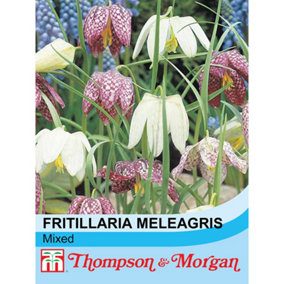 Wild Flower Snakes Head Fritillaria 1 Seed Packet (25 Seeds)