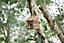 Wild Garden Bird Wooden Nesting Box