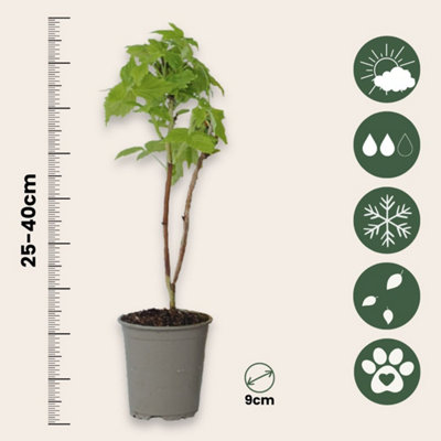 Wild Raspberry - 3 pcs. - Rubus idaeus Fallgold - Height 25-40cm - Pot 9cm