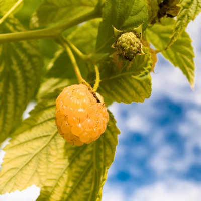 Wild Raspberry - 3 pcs. - Rubus idaeus Fallgold - Height 25-40cm - Pot 9cm
