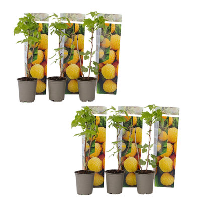 Wild Raspberry - 6 pcs. - Rubus idaeus Fallgold - Height 25-40cm - Pot 9cm