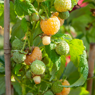 Wild Raspberry - 6 pcs. - Rubus idaeus Fallgold - Height 25-40cm - Pot 9cm