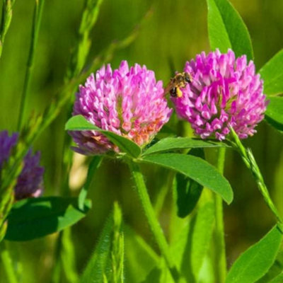 Wild Red Clover Flower Seeds red for gardenTrifolium pratense Good Weed Suppressor 3000 Seeds