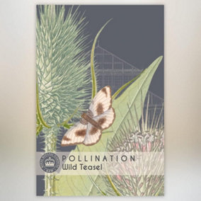 Wild Teasel Promo New Kew Range 1 Packet (100 Seeds)