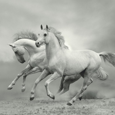 Wild White Horses Mural - 384x260cm - 5519-8