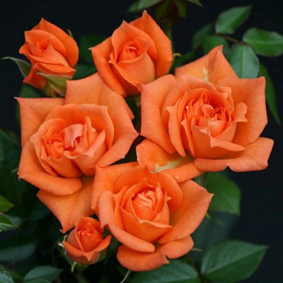 Wildfire Patio Rose Fryessex Fragrant Whorled Soft Orange Flowers 4L Pot