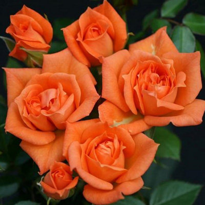 Wildfire Patio Rose Fryessex Fragrant Whorled Soft Orange Flowers 4L Pot