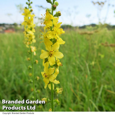 Wildflower Agrimony 1 Seed Packet (60 Seeds)
