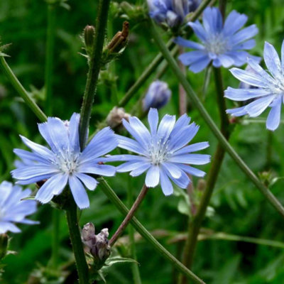 Wildflower Chicory Herb - Nature's Blue Beauty 1500 Flower Seeds